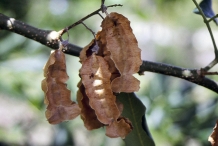 Jamaican-Dogwood-pods