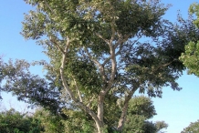 Jamaican-Dogwood-tree