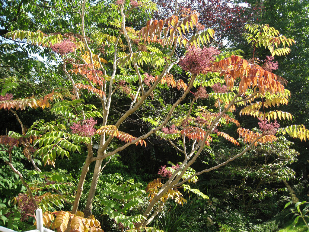 Japanese-angelica-tree-growing-wild