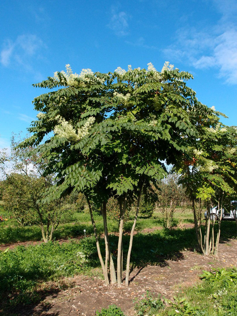 Japanese-angelica-tree