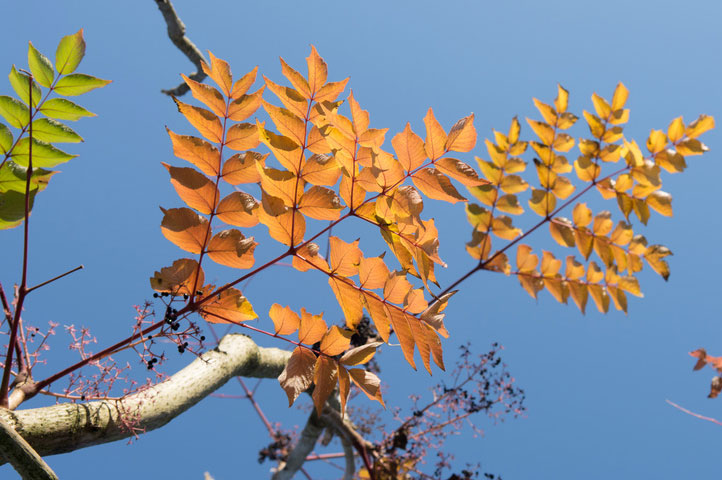 Leaves-of-Japanese-angelica-tree-during-fall