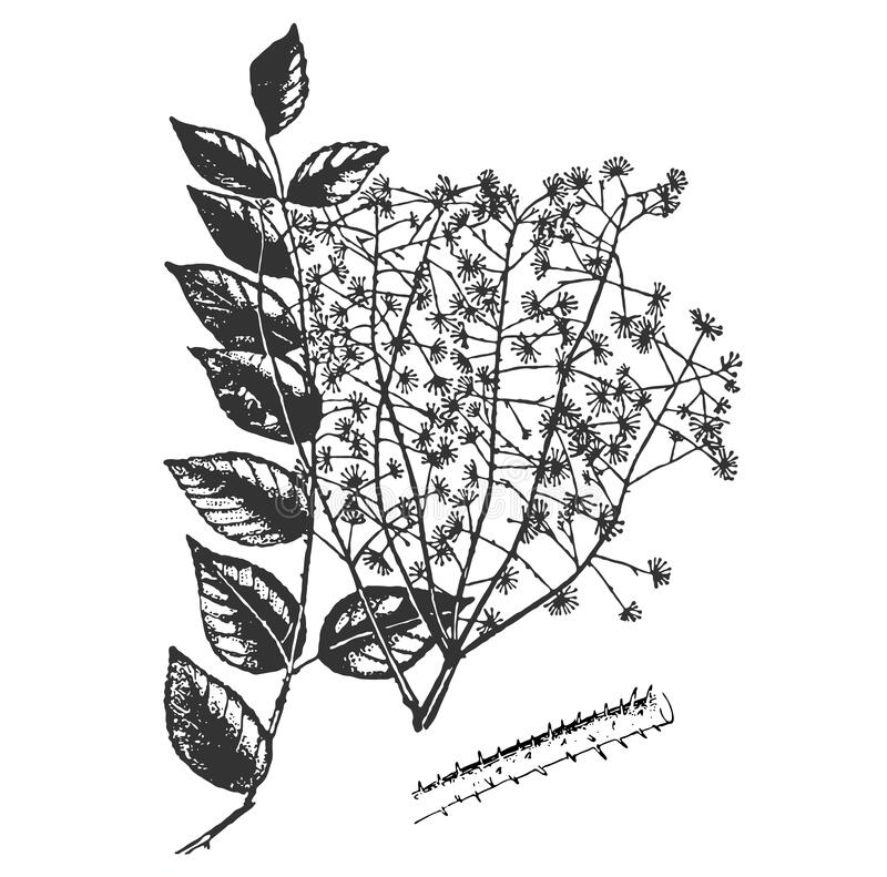 Plant-illustration-of-Japanese-angelica-tree