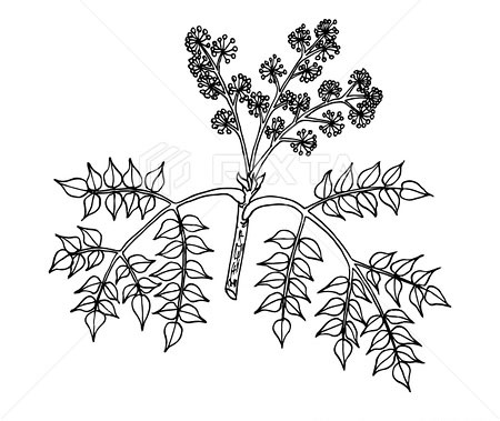 Sketch-of-Japanese-angelica-tree