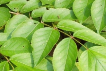 Leaves-of-Japanese-angelica-tree