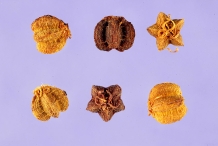 Seeds-of-Japanese-angelica-tree