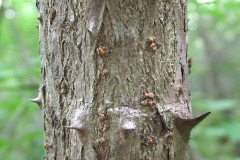 Bark-of-Japanese-angelica-tree