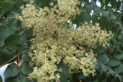 Flowers-of-Japanese-angelica-tree