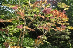 Japanese-angelica-tree-growing-wild