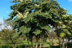 Japanese-angelica-tree
