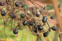 Mature-fruits-of-Japanese-angelica-tree