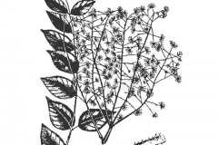 Plant-illustration-of-Japanese-angelica-tree