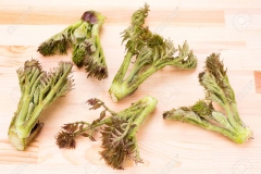 Shoots-of-Japanese-angelica-tree