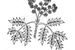 Sketch-of-Japanese-angelica-tree