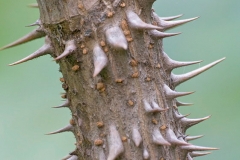 Spines-of-Japanese-angelica-tree