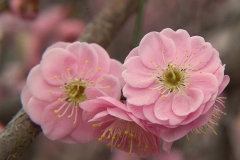Closer-view-of-flower-of-Japanese-apricot