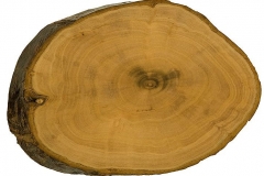Cross-section-of-a-Japanese-apricot-trunk