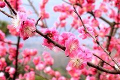 Flowers-of-Japanese-apricot
