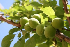 Immature-Japanese-apricot-fruits