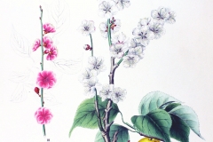 Plant-Illustration-of-Japanese-apricot