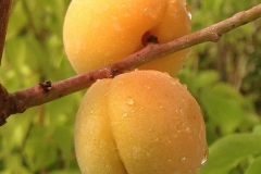 Ripe-Japanese-apricot-fruit-on-the-tree