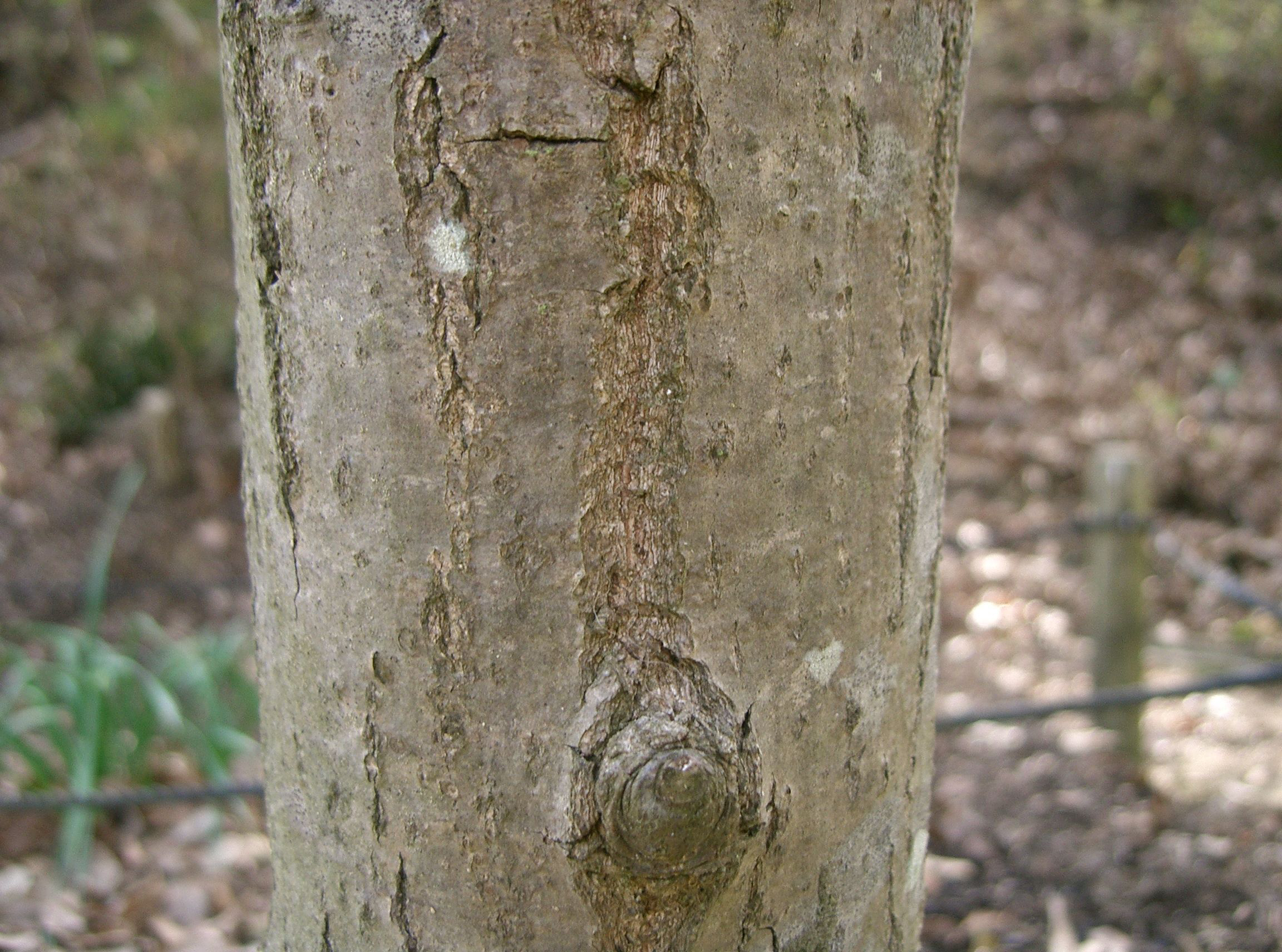 Japanese-chestnut-bud