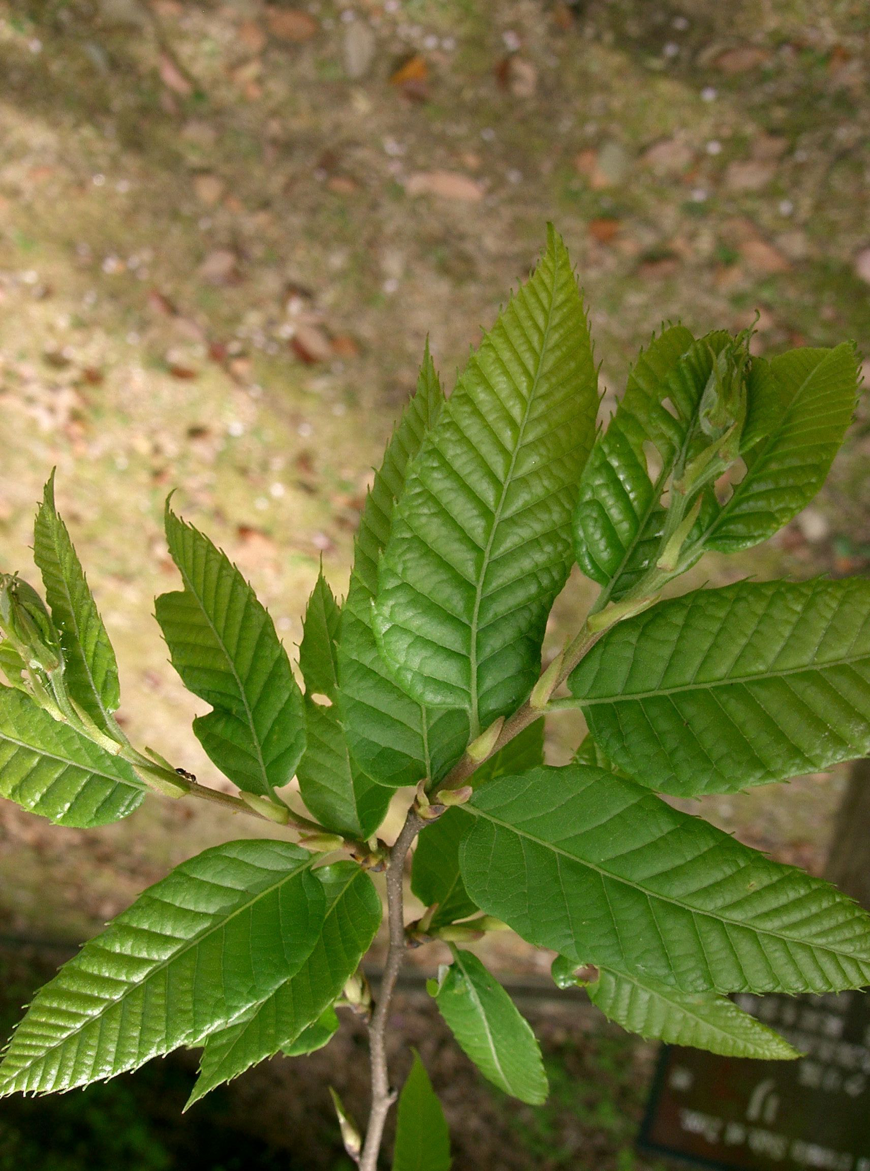Japanese-chestnut-leaves