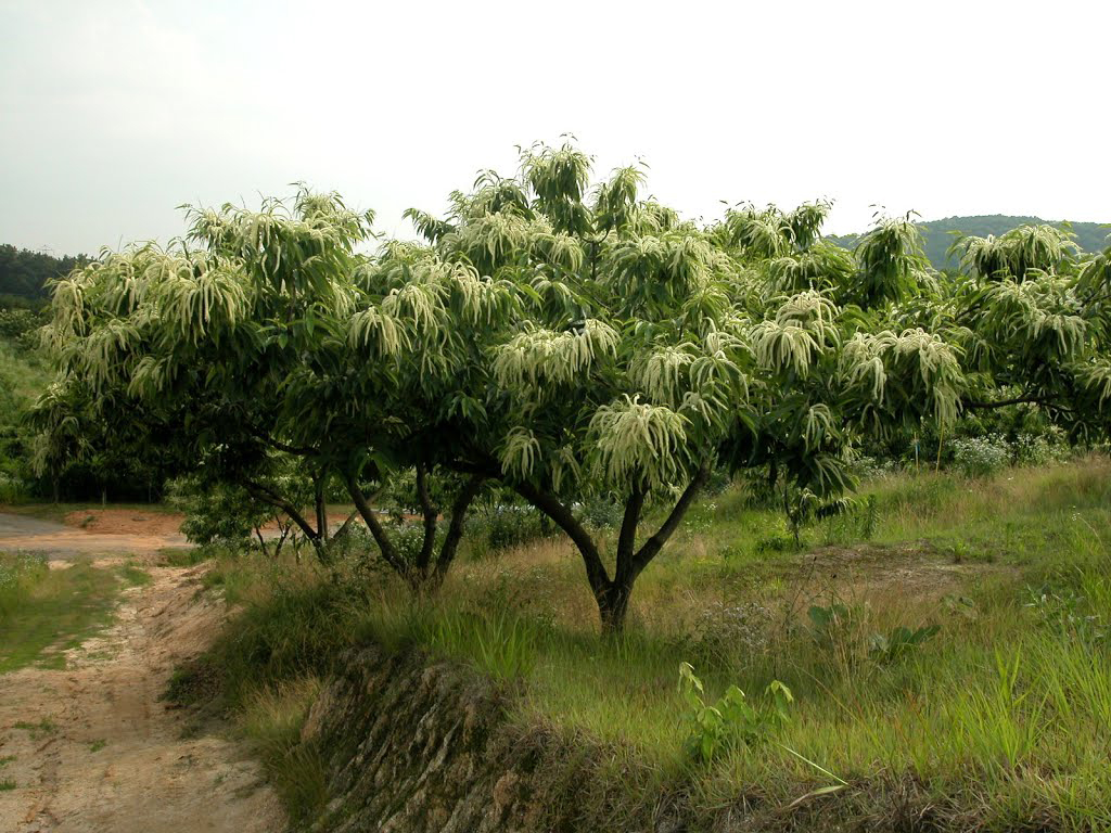 Japanese-chestnut-tree
