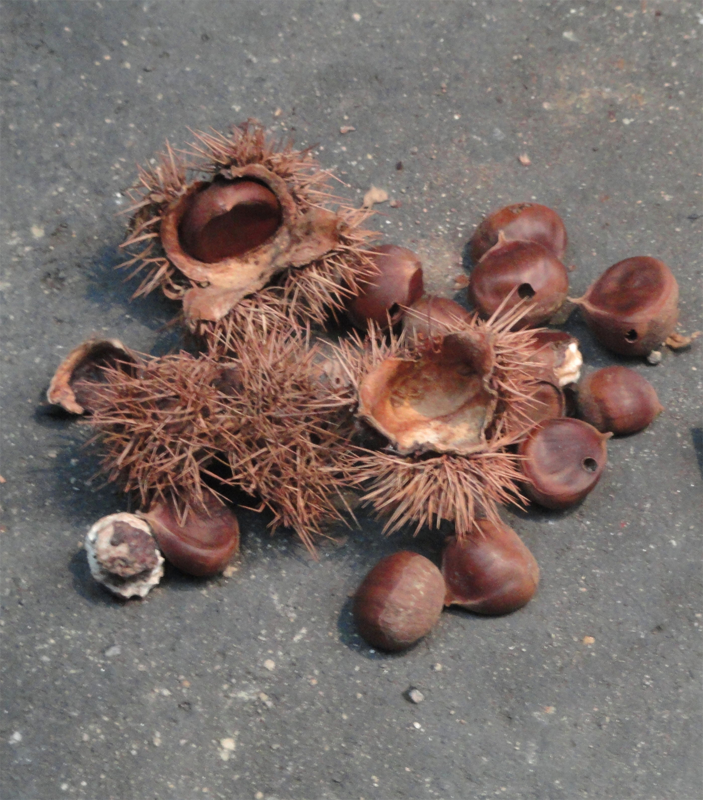 Japanese-chestnut