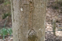 Japanese-chestnut-bud