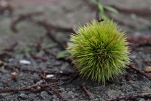 Japanese-chestnut-bur