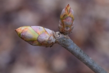 Japanese-chestnut-flower-bud