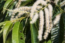 Japanese-chestnut-flower
