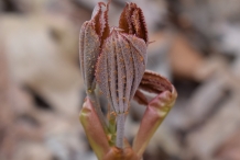 Japanese-chestnut-leaves-opening