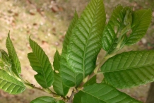 Japanese-chestnut-leaves