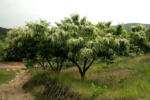 Japanese-chestnut-tree