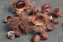 Japanese-chestnut