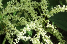 Flower-of-Japanese-Knotweed