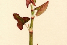 Illustration-of-Japanese-Knotweed