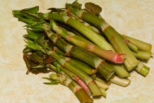 Japanese-Knotweed-collection