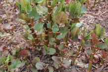 Japanese-Knotweed-plant