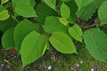 Leaves-of-Japanese-Knotweed