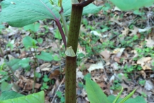 Stem-of-Japanese-Knotweed