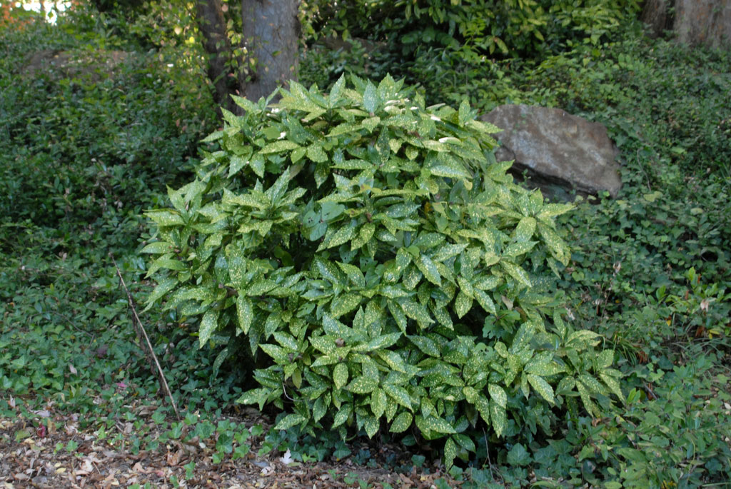 Japanese-Laurel-plant-growing-wild