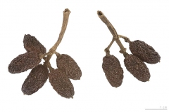Dried-fruits-of-Japanese-Laurel