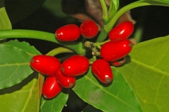 Fruits-of-Japanese-Laurel