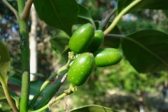 Immature-fruits-of-Japanese-Laurel