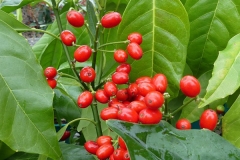 Japanese-Laurel-fruits-on-the-plant