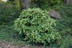 Japanese-Laurel-plant-growing-wild