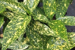 Leaves-of-Japanese-Laurel