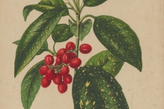 Plant-illustration-of-Japanese-Laurel